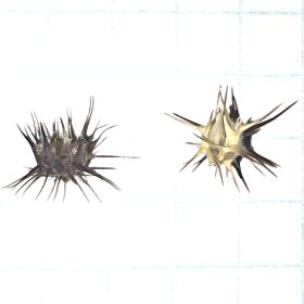 Sandbur Comparisons