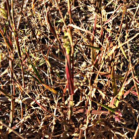A Red Leaf