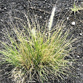 Another View of Fountaingrass