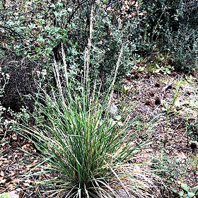 Another View of Fountaingrass