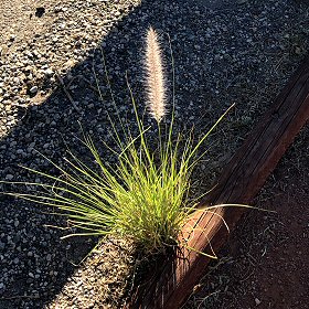 Closer View of Fountaingrass