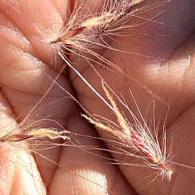 Fountaingrass Spikelets