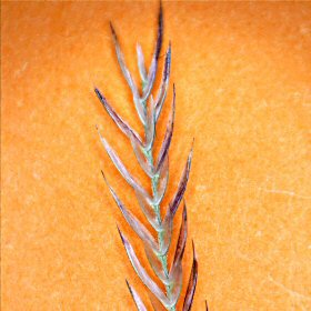 The Glumes