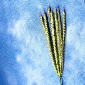 Feather Fingergrass Fingers
