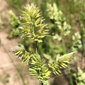 Red Brome Puff
