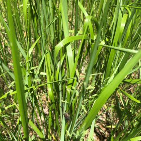 Wide Green Leaves