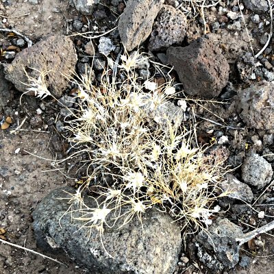 Close-up of Fluffgrass Patch