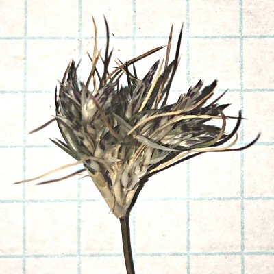 Another Spikelet