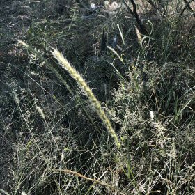 Closer View of One Cottontop Inflorescence