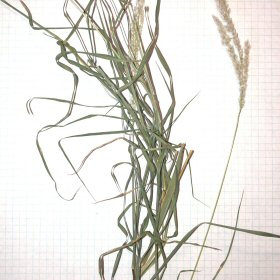 Long Leaves