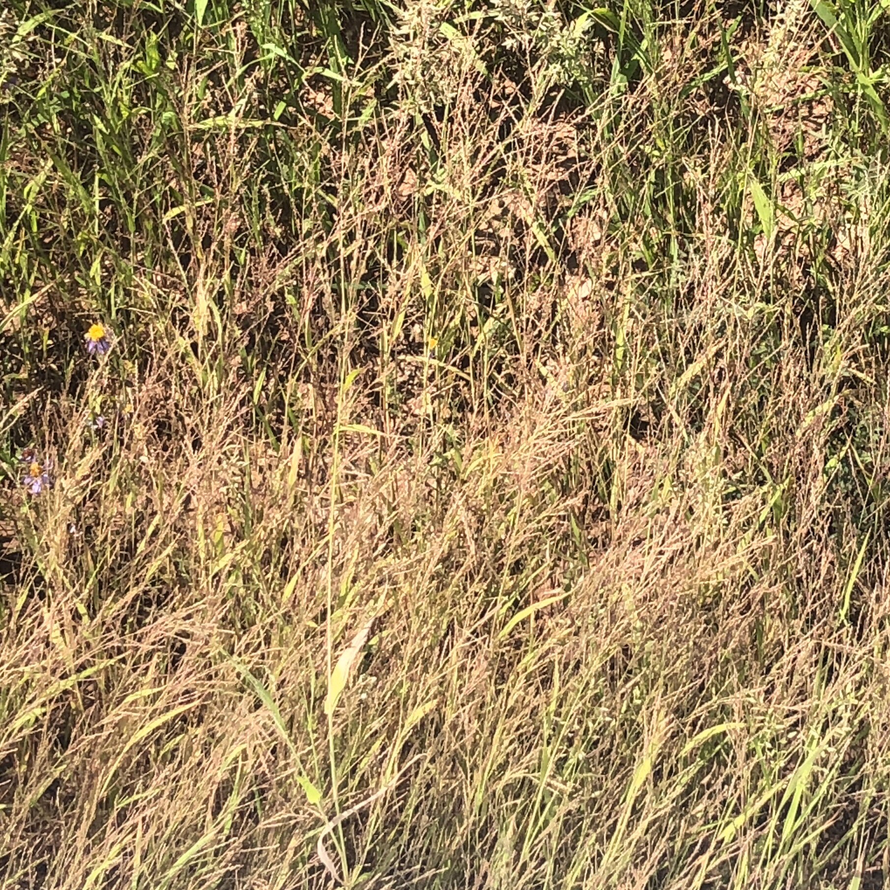 Closer View