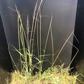 Thick Basal Leaves