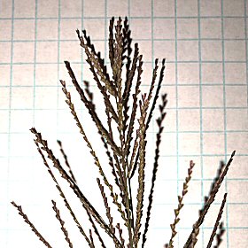 Closer View of Seedheads