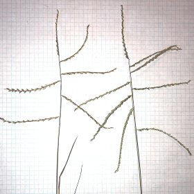 Wide-spaced Branches of Green Sprangletop