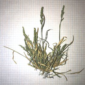 Whole Plant