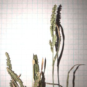 Closer View of Seedheads