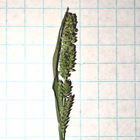 Top Surface of Panicle