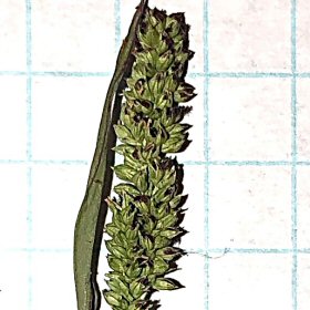 Inflorescence Conceals Rachis