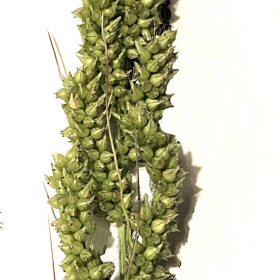 Some Spikelets Show Awns