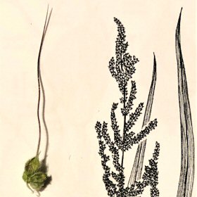 An Awned Spikelet
