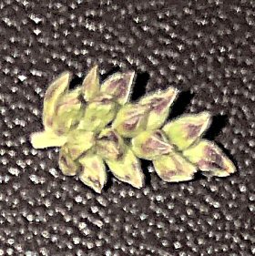 Close View of Inflorescence