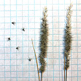 Spikelets