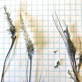 Dry seedheads