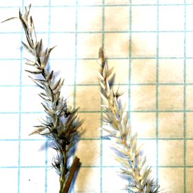Another Inflorescence
