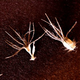 Close View of Two Spikelets