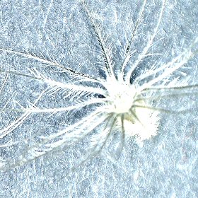 Hairy Awns