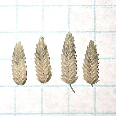 Awnless Spikelets