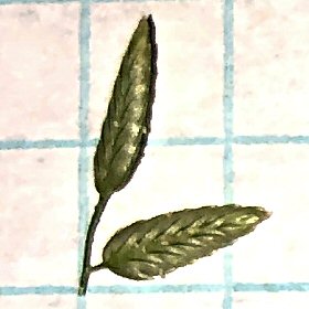 An White Spikelet