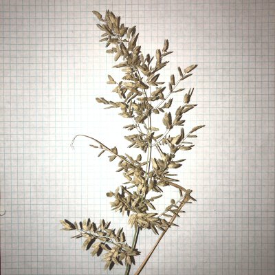 Inflorescence