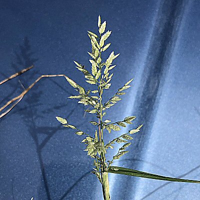 Fresh Seedhead