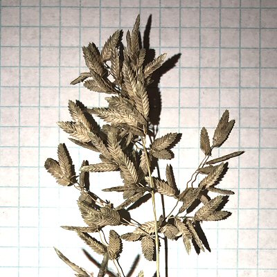 These spikelets look brown in lamplight