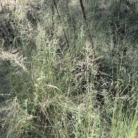 Another Field View
