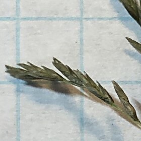 Close View