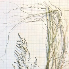 Long Two-foot Leaves of Weeping Lovegrass