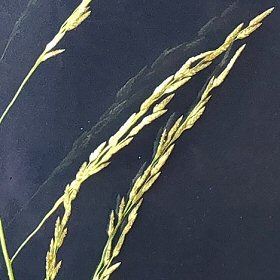 Closer View of Inflorescence