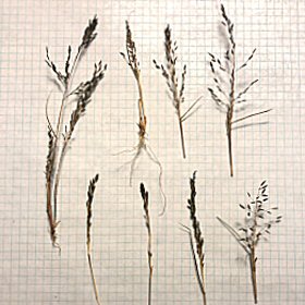 Small Complete Plants
