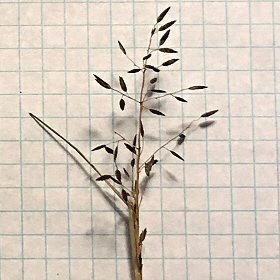 These Spikelets Look Brown in Lamplight