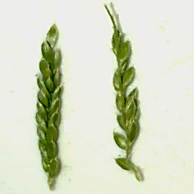Inflorescence Sometimes Conceals Rachella