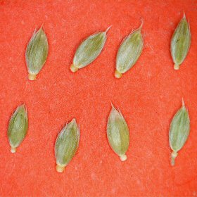 Spikelets