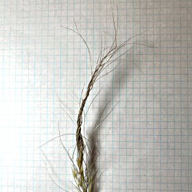 Tangled Awns after Drying