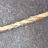 Needle and Thread