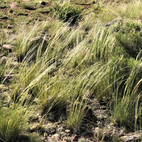 Closer View of Needlegrass Patch