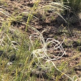 Twisty Awns of Needlegrass