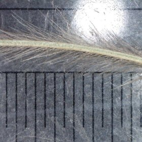 Section of the Hairy Awn