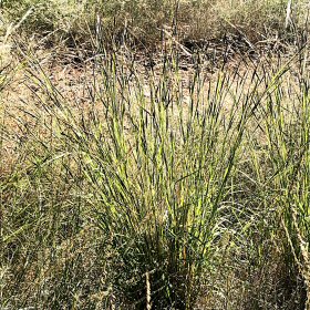 Heteropogon contortus or Tanglehead