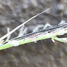 Fresh Spikelets in Anthesis
